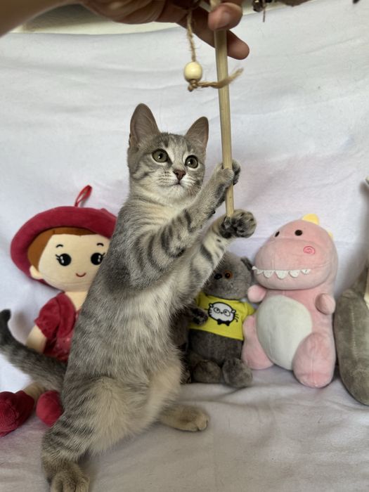 Игривый котенок ищет семью