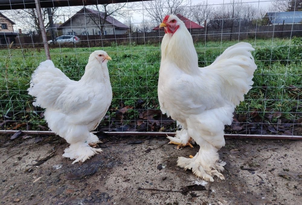 Pui brahma de 1 zi diverse varietăți de culoare