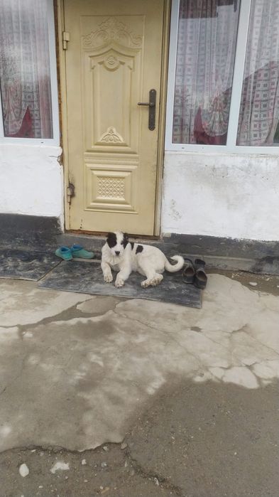 Алабай кушик     .