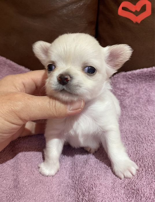 Чихуахуа, мальчик длинношерстный