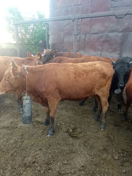 Продам молодняк 1.5 года