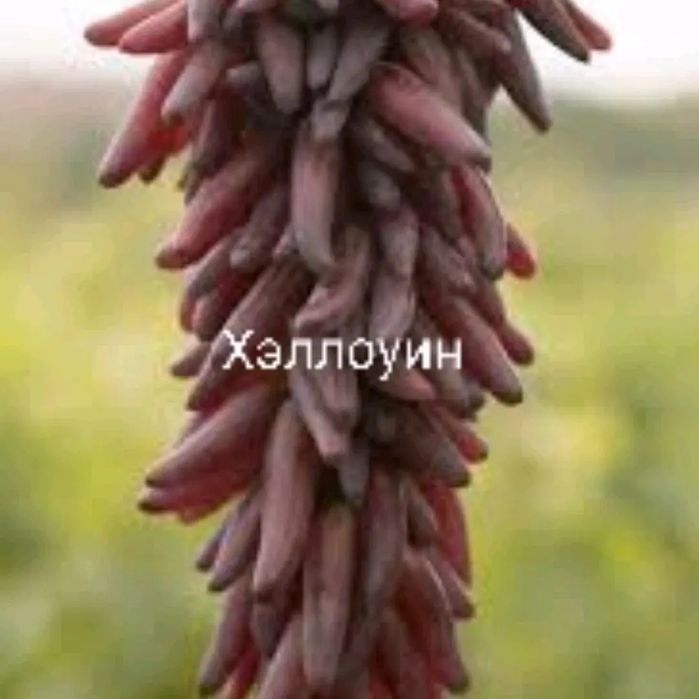 Автар, Хэллоуин узум кучатлари сотилади