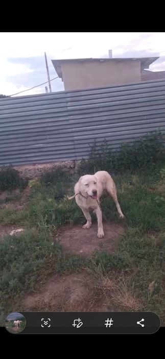 Продам   кобеля  Алабай.  Молодого  красавца.