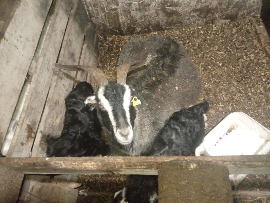 Ешкілер лағымен Сатамын