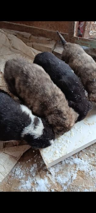 Алабай күшік сатылады.