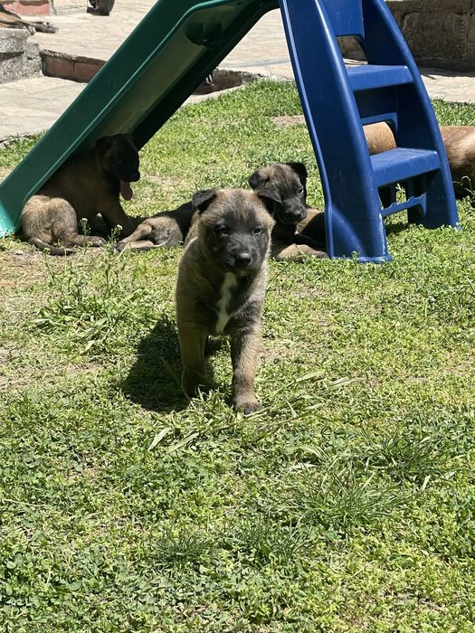 Белгийска овчарка Малиноа