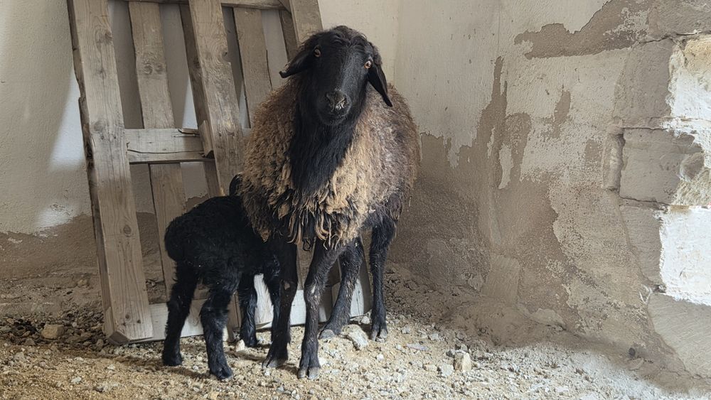 Ири козылы кой сатылад