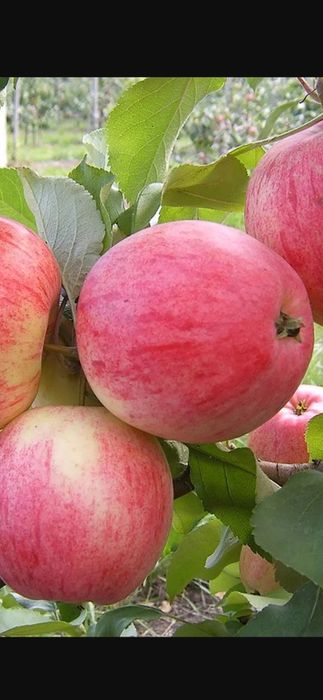 Продам саженцы плодовых деревьев