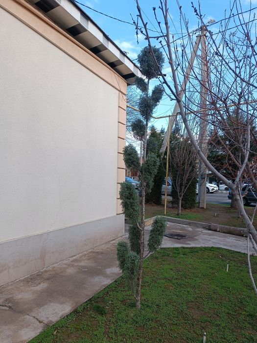 Archa kiparis Pon-Pon Bansay boyi 3.20 sotiladi