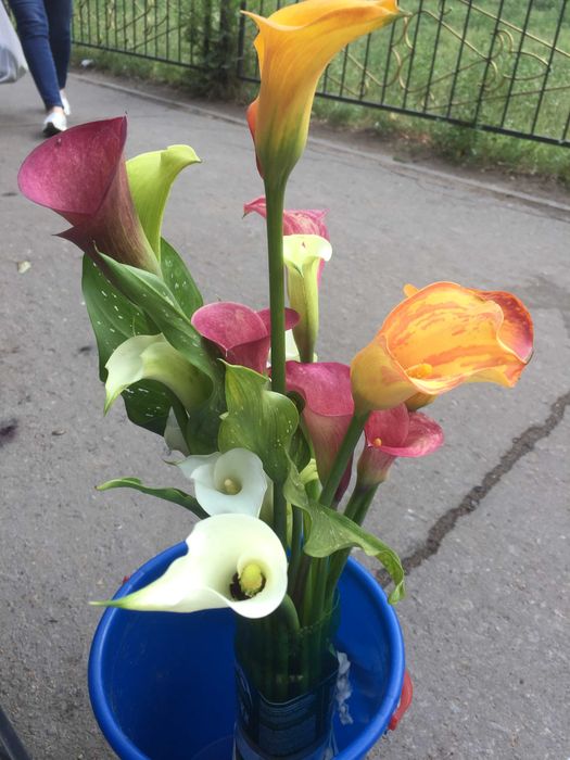 Клубни каллы (Зантедеския )