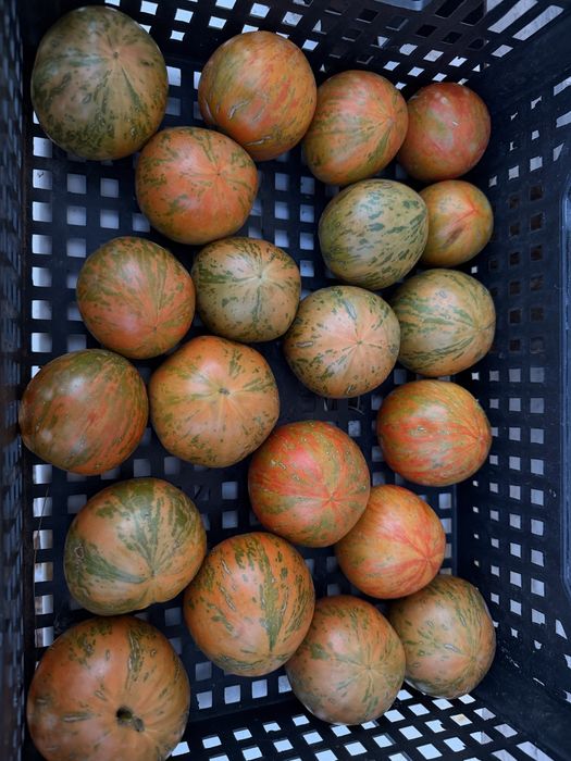 Продам Срочно Помидоры