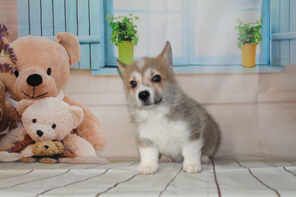 Продам щенков вельш-корги пемброк,рассрочка каспи 0 0 12