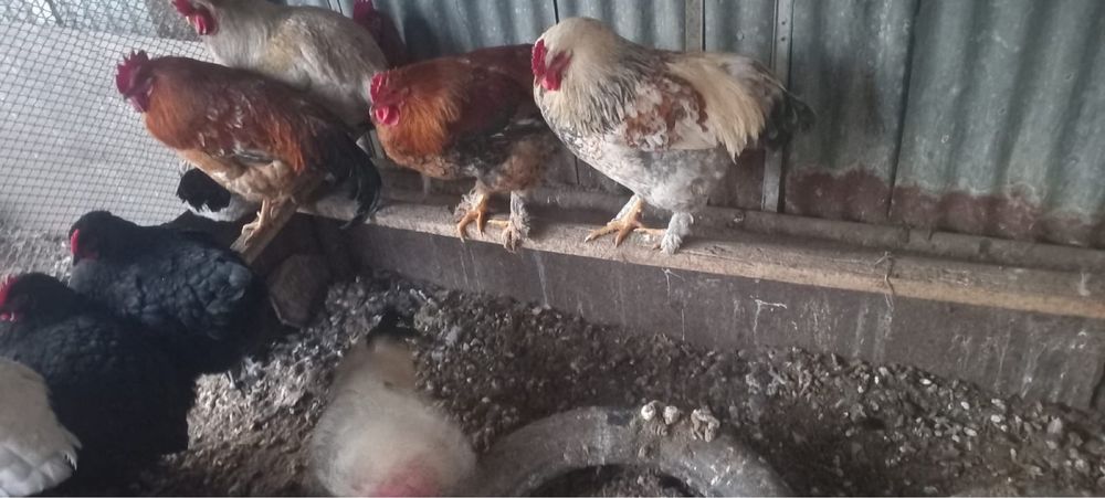 7 месячные петухи