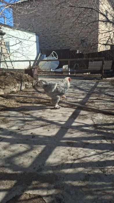Петухи Брама продам