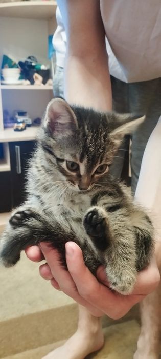 Отдам в добрые руки котенка