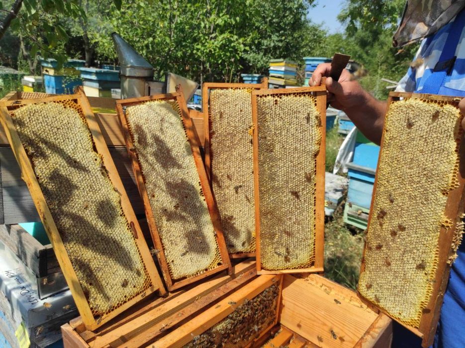 Продавам Пчелен мед в пита