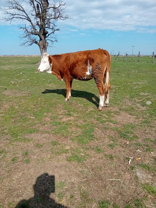 Vând junimca de doi ani recent montată