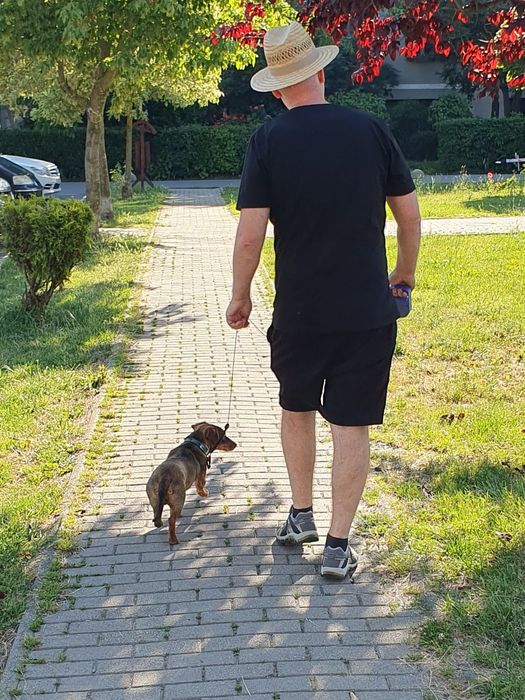 Câine spre adopție - Egon isi cauta o familie iubitoare