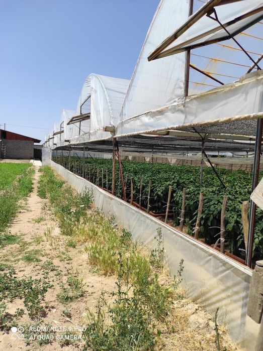 Hovli.Uy 12 sotix. Teplitsa 6 sotix Sotiladi (Akmal Ikromovda)