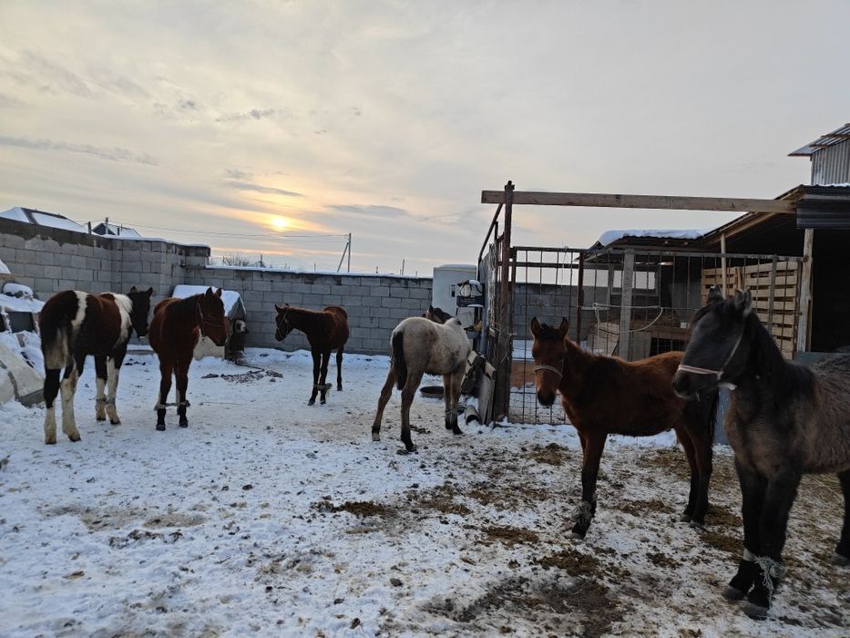 Жабағы Тай шығарлар