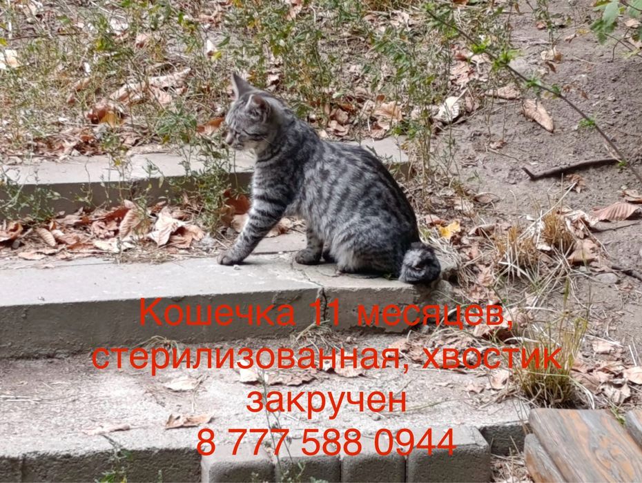 Отдам котят в добрые руки