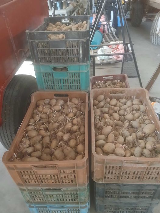 Cartofi samanta arizona