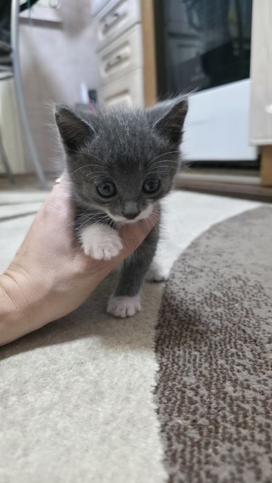 Отдам котёнка мальчика