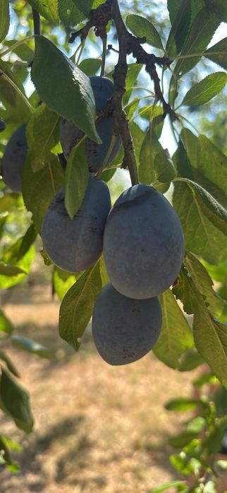 Prune pentru tuica