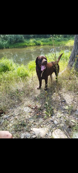 Кабель лабрадора на вязку