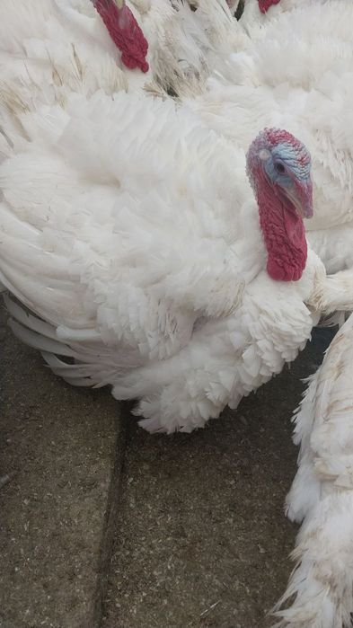 Индук биг 6 сотувга таер