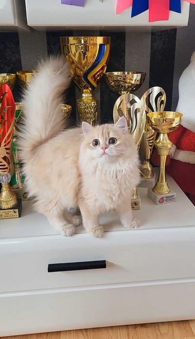 Fetita british longhair culoare rara - lilac golden