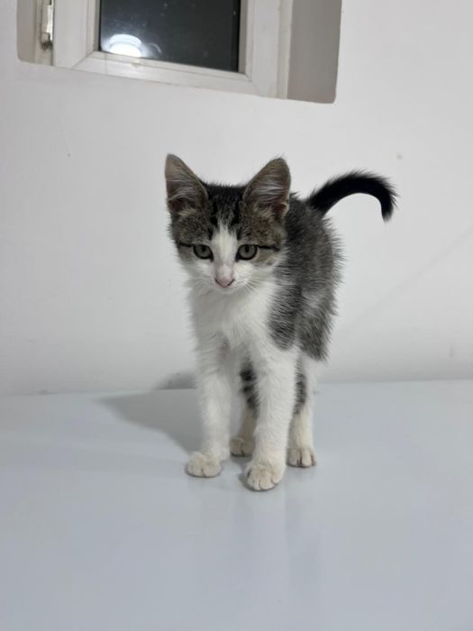 котенок без породы