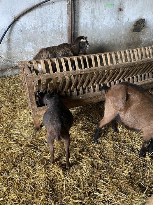 Пръчове Мурсияна Гренадина