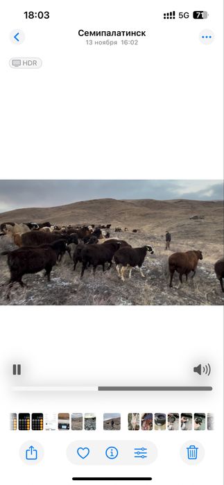 Койлар мен токтылар сатылады