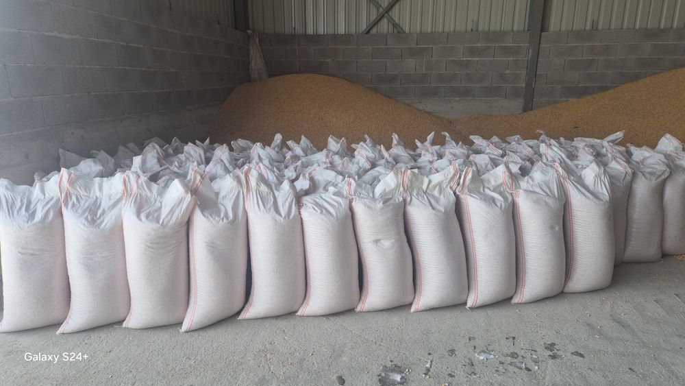 Vind porumb    recolta 2025