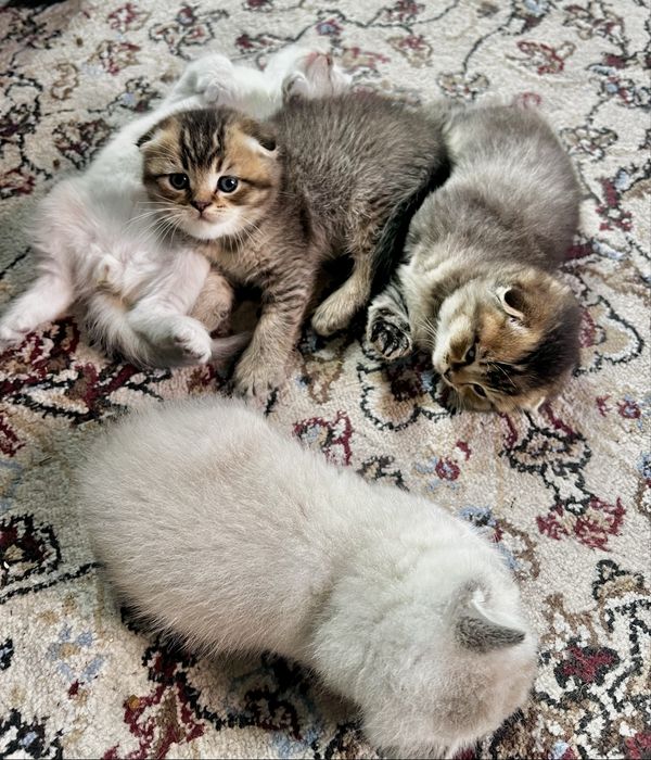 Шотладские котята