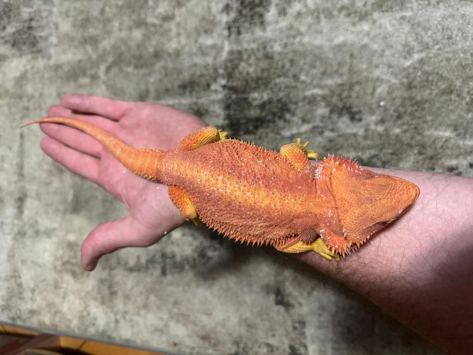 Agame cu barba pereche