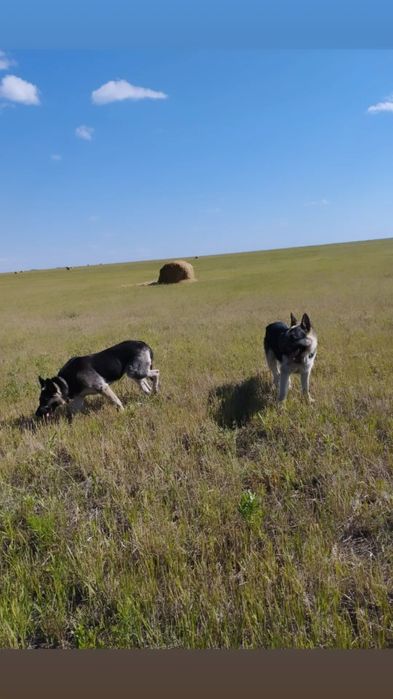 Восточно-европейская овчарка
