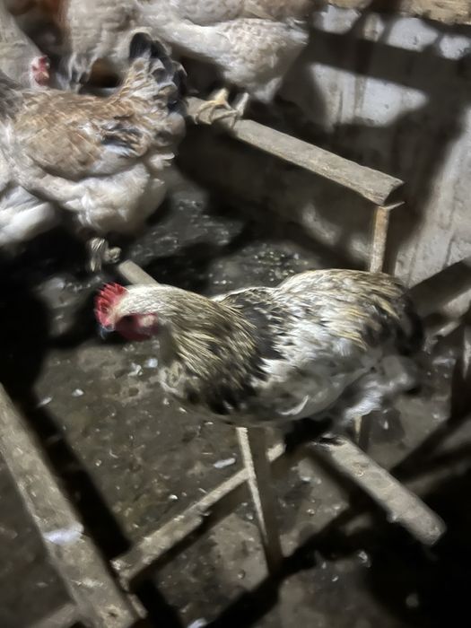 Петушки молодые разные