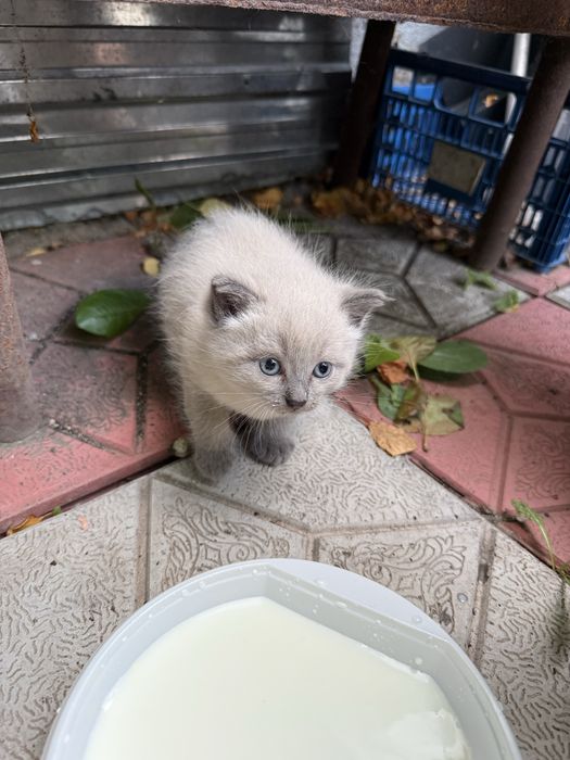 Отдам котенка девочка