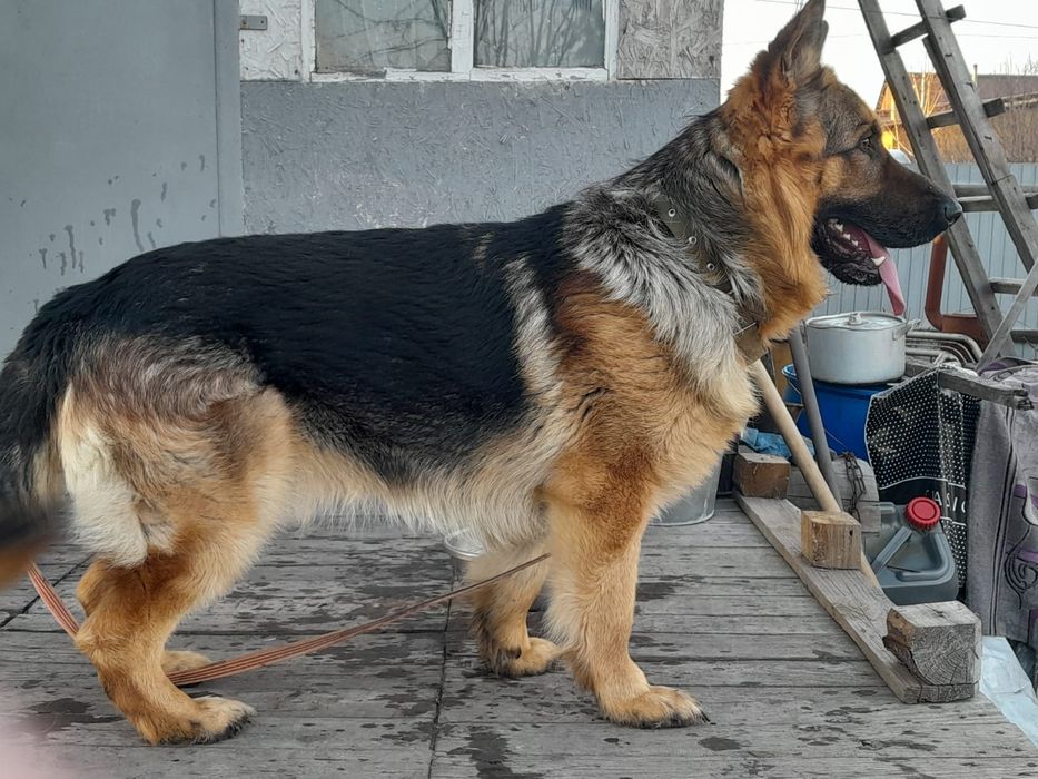 Немецкая овчарка