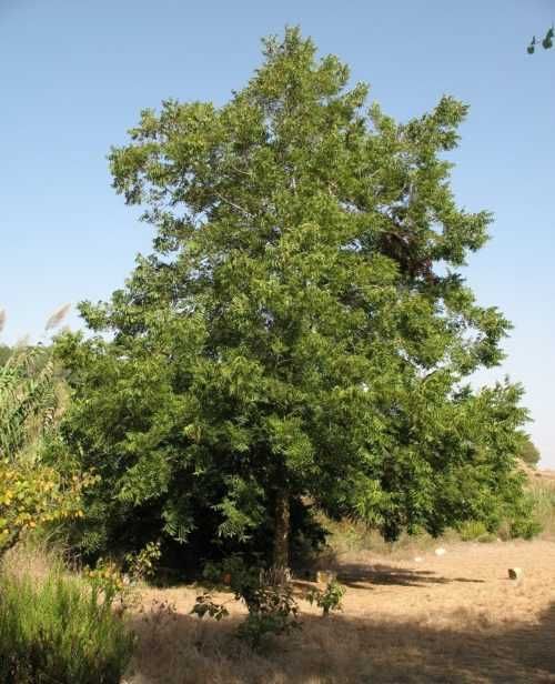 Разсад Орех Пекан