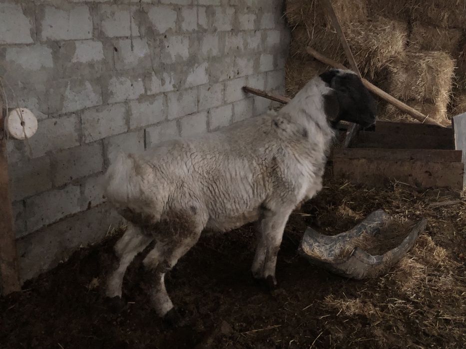 Yeb ichishiga garantiya uyni moli