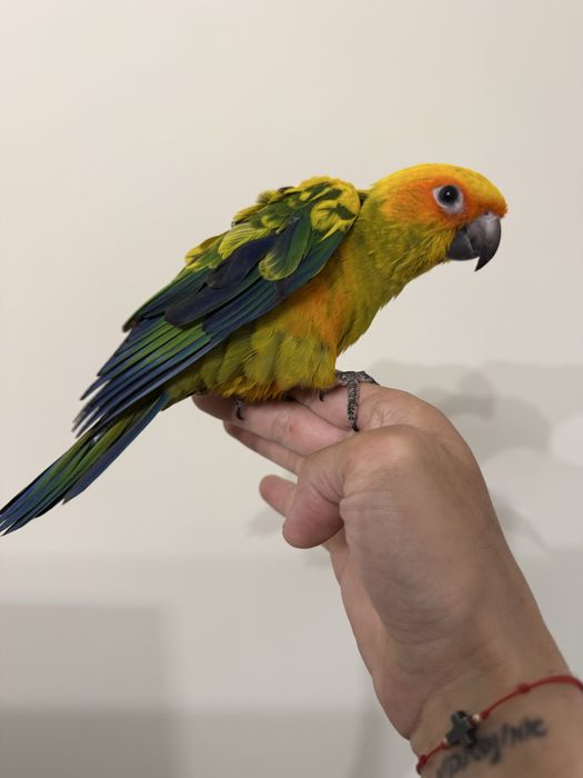 Ръчно хранена Слънчева Аратинга