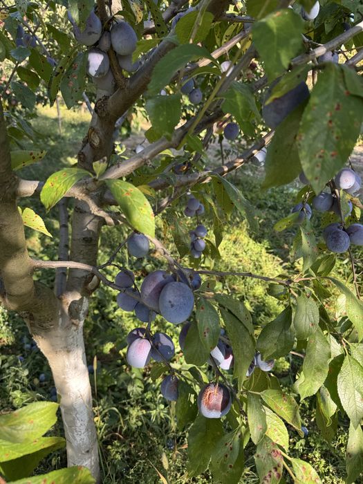 Vand prune pentru tuica soiul Anna Spath ( Anaspet)