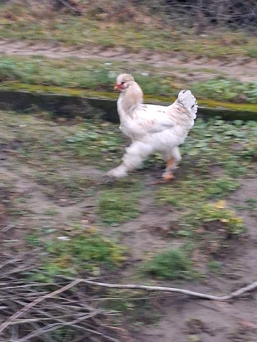 Cocosi motati barbosi