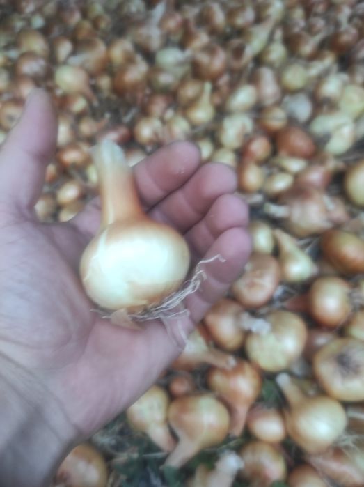 Лук Лясковец/Лясковски 58