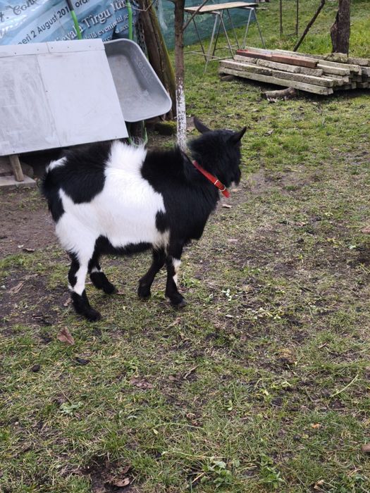 Vând țap în vârstă de 8 luni