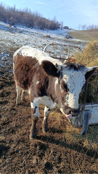 Vand Junici gestante in 6 luni