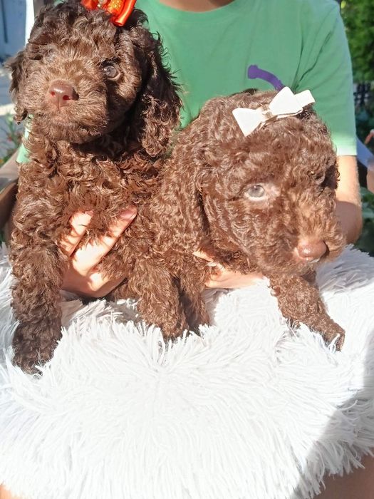 Пудел мини шоколад